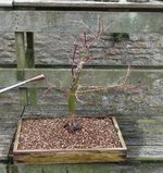 acer palmatum deshojo 2023 03 15 (14).JPG