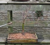 acer palmatum deshojo 2023 03 15 (15).JPG