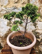 Screenshot_20230330_124037_Gallery.jpg Screenshot_20230330_124037_Gallery.jpg