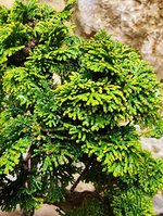 Screenshot_20230330_124059_Gallery.jpg Screenshot_20230330_124059_Gallery.jpg