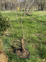 838038E6-A4A0-4003-B71C-1FFE4A4E85AE.jpeg 838038E6-A4A0-4003-B71C-1FFE4A4E85AE.jpeg