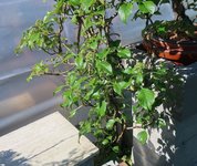 hydrangea petiolaris cordifolia 2023 04 04 (2).JPG