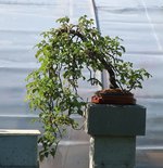 hydrangea petiolaris cordifolia 2023 04 04 (3).JPG