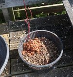 acer palmatum deshojo 2022 03 23 (14).JPG