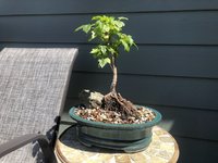 ROR Amur.jpg ROR Amur.jpg