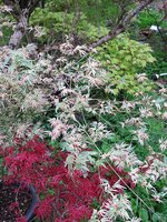 acer-div-0-220424a.jpg