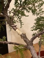 625322F4-5B6A-4060-96CB-B979DF03C275.jpeg