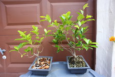 IMG_5996.JPG IMG_5996.JPG