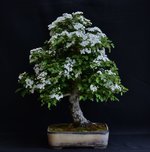 DSC_7091.JPG