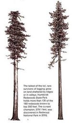 Older coast redwood growth habit.jpg