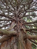 Looking up into the crown of a giant sequoia 2.jpeg