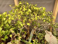IMG_4156.jpeg IMG_4156.jpeg