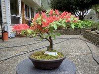 IMG_1498.jpeg