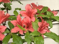 IMG_8717.jpeg