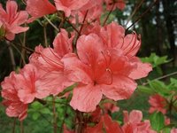 IMG_1503.jpeg