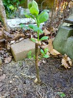 20230506_180457.jpg 20230506_180457.jpg