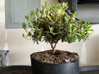 IMG_5914_remove-small.png IMG_5914_remove-small.png