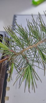 IMG_20230509_162615_MP.jpg
