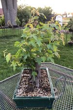 IMG_1992.jpeg