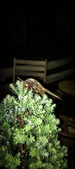 IMG_20230522_112410.jpg