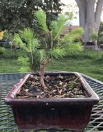 IMG_2006.jpeg