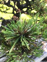 pine bonsai white covering.jpg