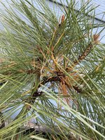 Repotted Ponderosa Pine yamadori in pumice. - Imgur(1).jpg
