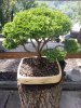 Bonsai 8-2014 015.jpg