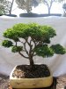 Bonsai 8-2014 014.jpg