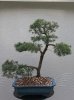 Bonsai pool photos 045.jpg