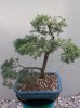 Bonsai pool photos 046.jpg
