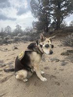 Blind dog - Imgur.jpg