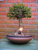 ulmus-marcot.jpeg