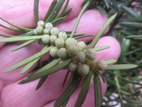 yew male cones.jpg