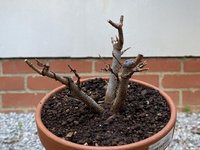 IMG_5583 (Medium).jpeg