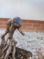 IMG_5610 (Medium).jpeg