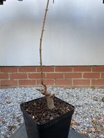 IMG_5627 (Medium).jpeg