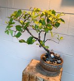 IMG_20230608_194014659~2.jpg IMG_20230608_194014659~2.jpg