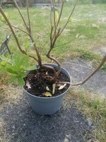 IMG_20230607_203417.jpg