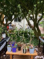 IMG_1615.jpeg