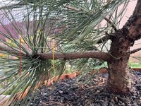 IMG_0322.jpeg
