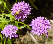 IMG_0228b.JPG