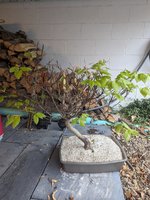 PXL_20230624_110009032.jpg