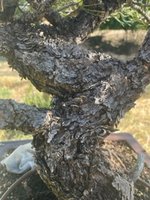 IMG_1440.jpeg