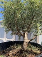 Deodar Cedar - Imgur(1).jpg Deodar Cedar - Imgur(1).jpg