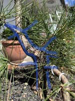 IMG_0371.jpeg