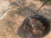 chinese elm 2023 1.jpg