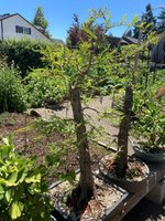 bald cypress 2023 flat top 2.jpg