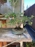 plum with fruit 2023.jpg