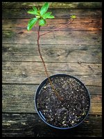 FullSizeRender.jpeg FullSizeRender.jpeg